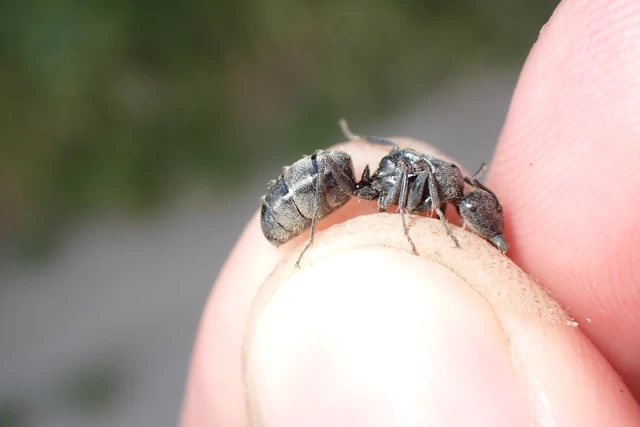 Camponotus vagus - fekete lóhangya