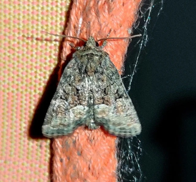 Oligia strigilis/latruncula/versicolor