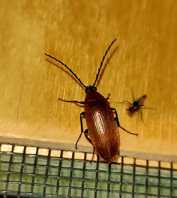 Pseudocistela ceramboides - narancssárga alkonybogár