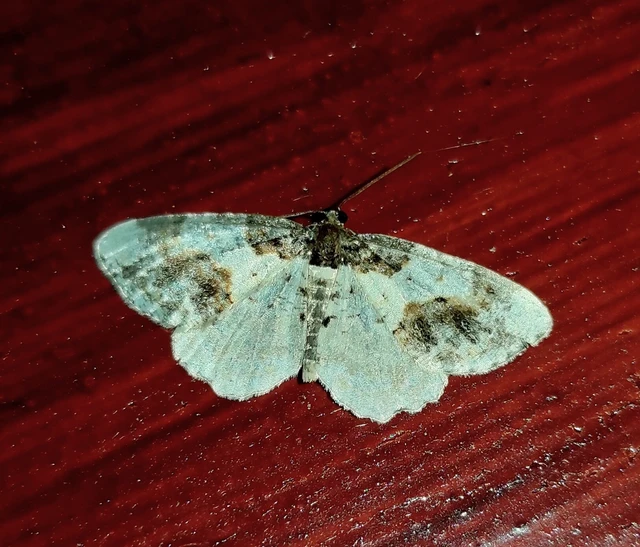 Ligdia adustata - barna levélaraszoló