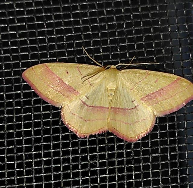 Rhodostrophia vibicaria - pirosszélű araszoló