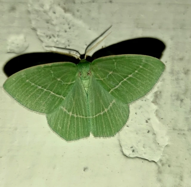 Hemistola chrysoprasaria - kékes zöldaraszoló