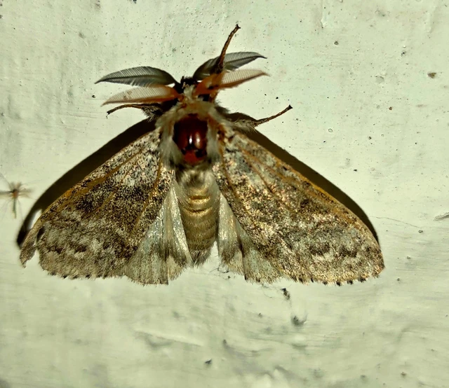 Calliteara pudibunda - hamvasszövő