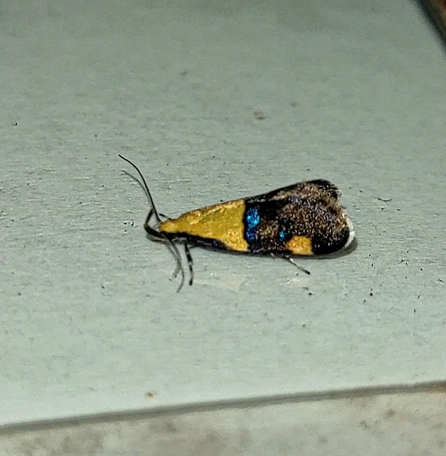 Oecophora bractella - kis díszmoly