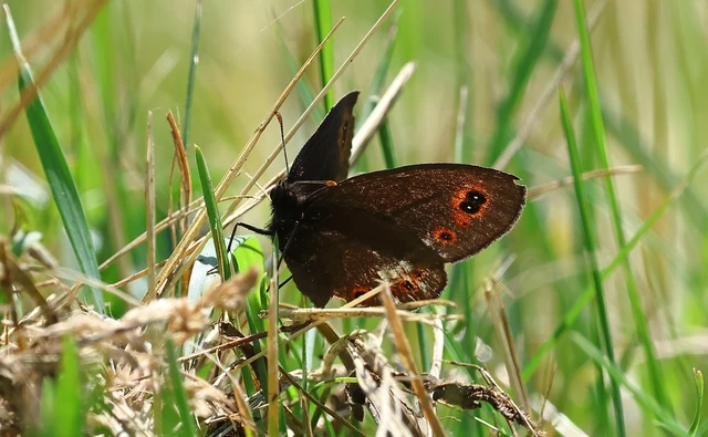Erebia medusa - tavaszi szerecsenlepke