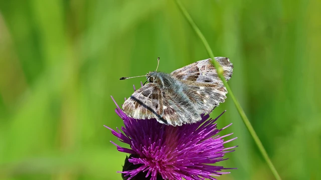 Carcharodus floccifera - pemetefű-busalepke
