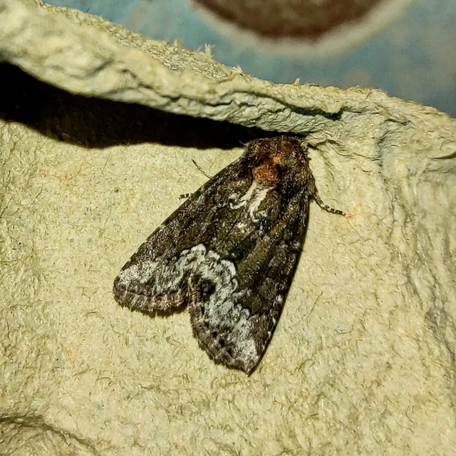Oligia strigilis - kormos dudvabagoly
