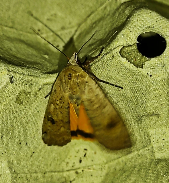Noctua pronuba - nagy sárgafűbagoly