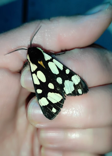 Arctia villica - fekete medvelepke