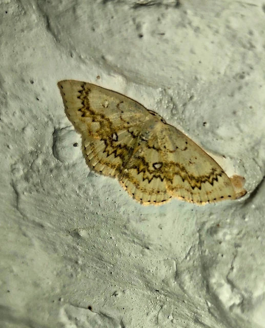 Cyclophora annularia - gyűrűs pettyesaraszoló