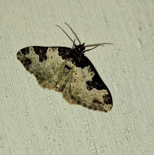 Xanthorhoe fluctuata - közönséges tarkaaraszoló