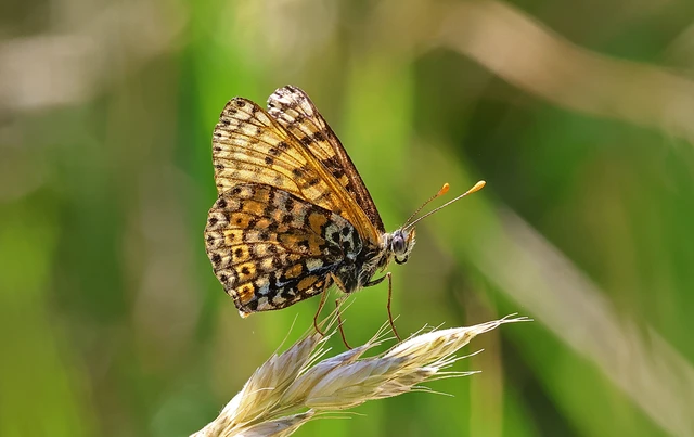 Melitaea cinxia - réti tarkalepke