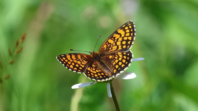 Melitaea