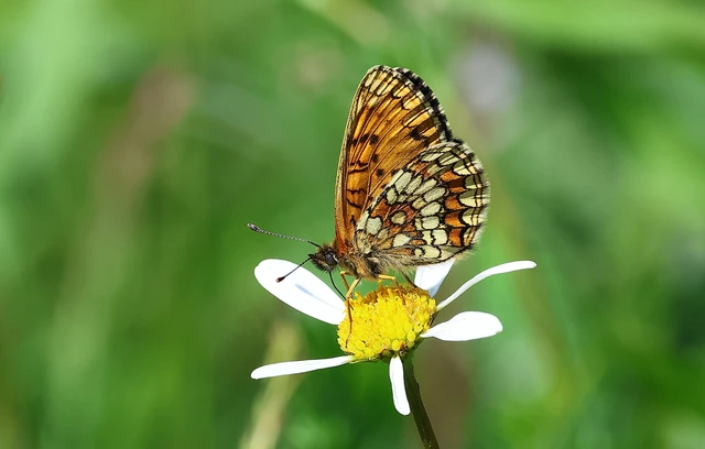 Melitaea athalia - közönséges tarkalepke