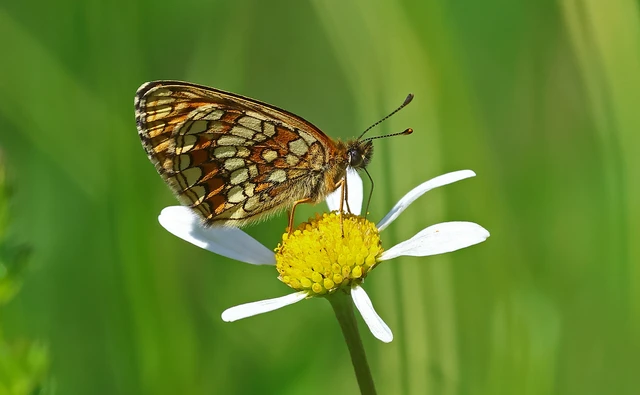 Melitaea athalia - közönséges tarkalepke