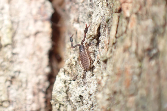 Cheliferidae