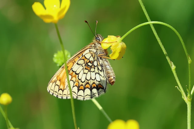 Melitaea athalia - közönséges tarkalepke