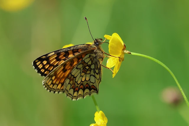 Melitaea athalia - közönséges tarkalepke