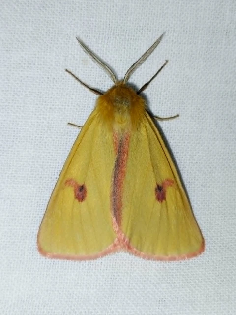 Diacrisia sannio - vörösszélű medvelepke