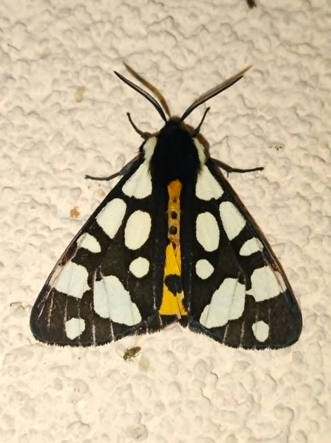Arctia villica - fekete medvelepke