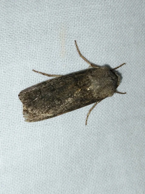 Agrotis segetum - vetési földibagoly