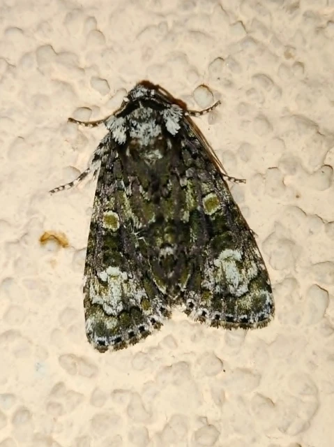 Craniophora ligustri - fagyalbagoly
