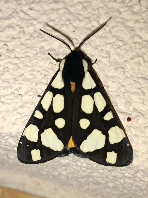 Arctia villica - fekete medvelepke