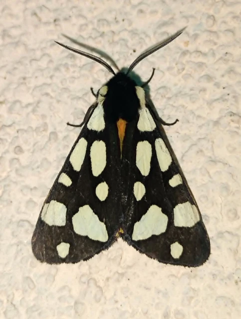 Arctia villica - fekete medvelepke