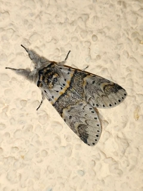 Furcula furcula - szürke púposszövő