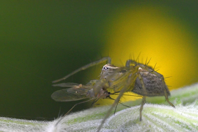 Oxyopes lineatus