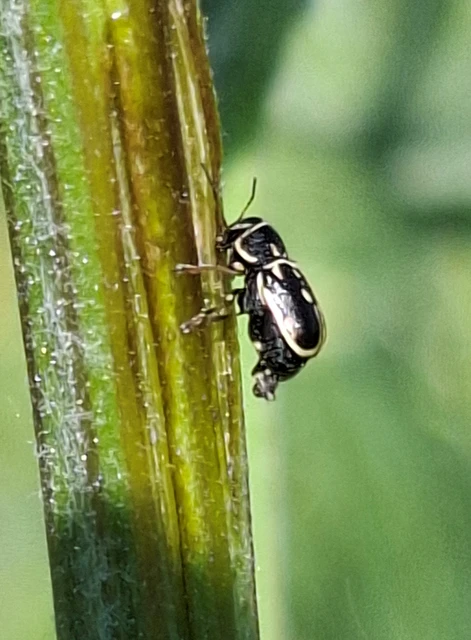 Pachybrachis fimbriolatus - feketevégű tömzsibogár Pachybrachis fimbriolatus - feketevégű tömzsibogár