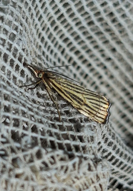 Chrysocramboides craterella - rácsos fűgyökérmoly