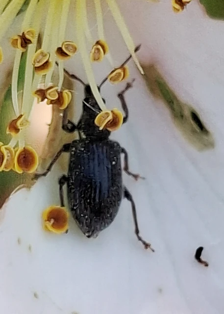 Phyllobius betulinus - változékony levélormányos