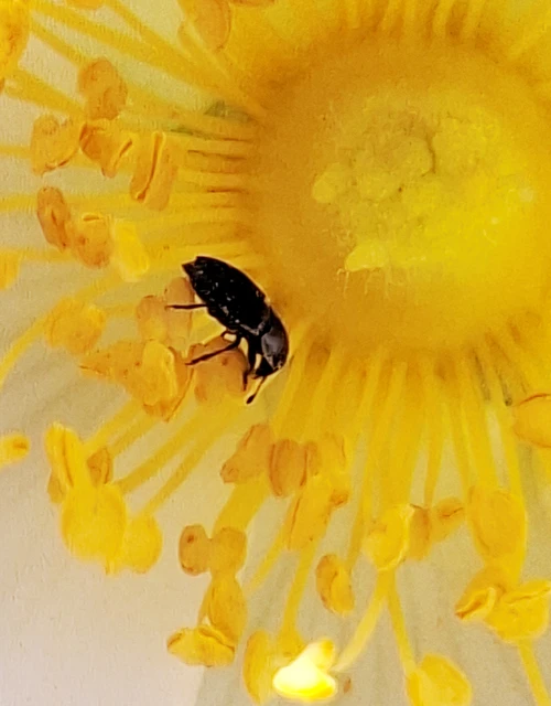 Nitidulidae - fénybogárfélék Nitidulidae - fénybogárfélék