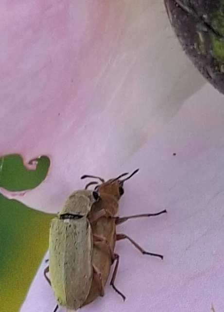 Danacea