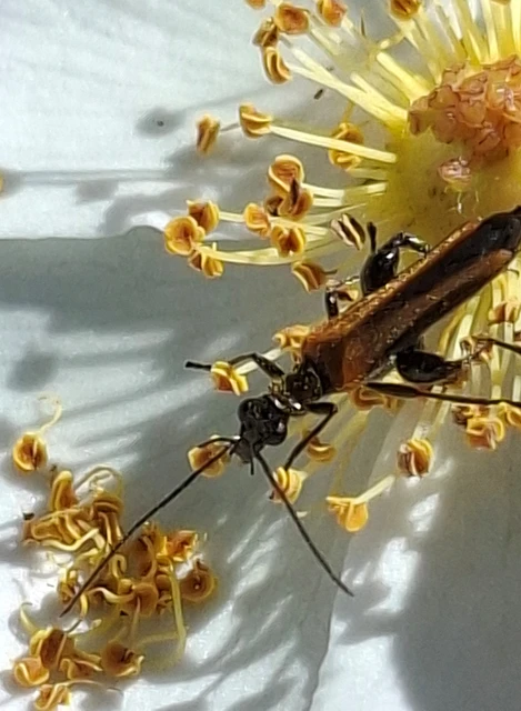 Oedemera femorata - sárgahátú álcincér
