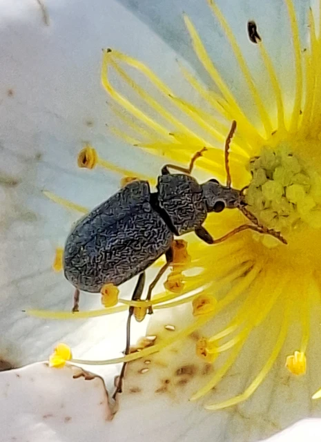 Mycterus tibialis - szőrös álzsizsik