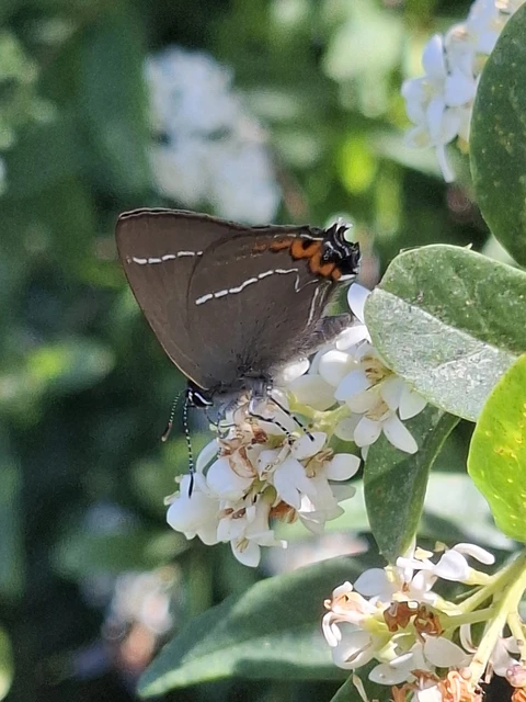Satyrium w-album - szilfa-csücsköslepke