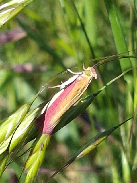 Oncocera semirubella - lucernamoly
