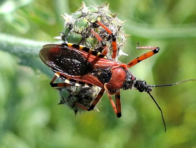 Rhynocoris iracundus - közönséges gyilkospoloska