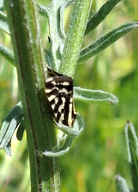 Emmelia trabealis - zebrabagoly