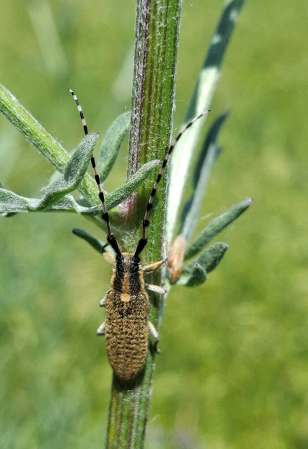 Agapanthia dahli - sárgagyűrűs bogáncscincér