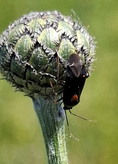 Deraeocoris