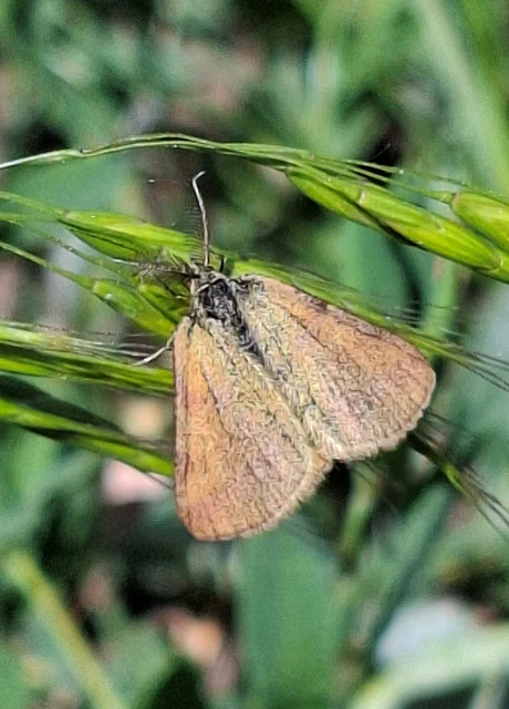 Lythria purpuraria - bíborsávos araszoló