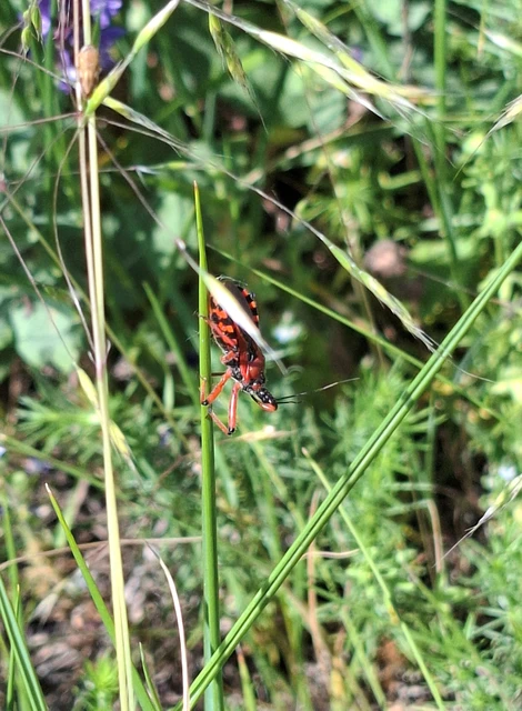 Rhynocoris iracundus - közönséges gyilkospoloska