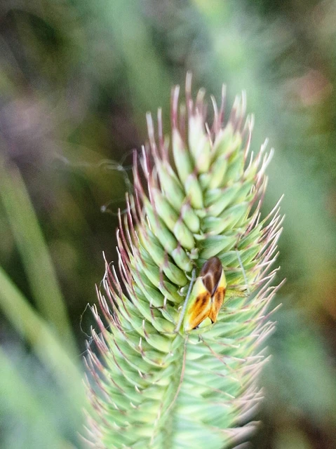 Closterotomus norwegicus - zöld mezeipoloska