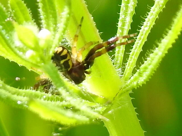 Synema globosum/ornatum