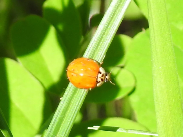 Harmonia axyridis - harlekinkatica