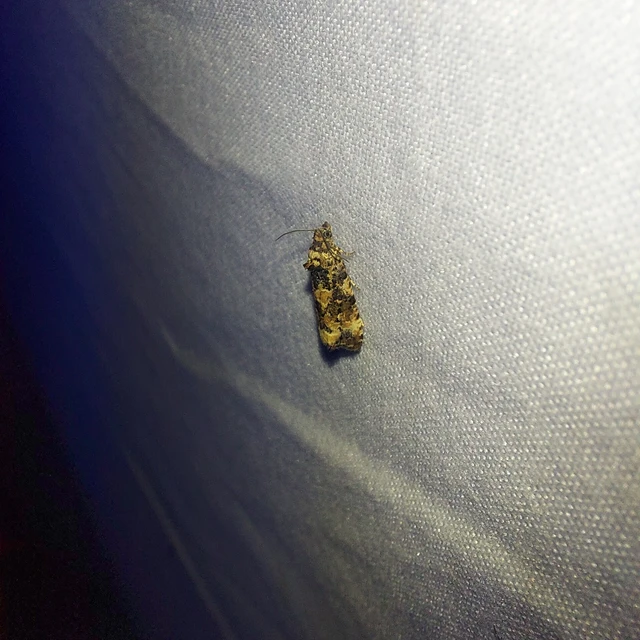 Endothenia