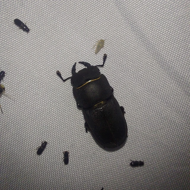 Dorcus parallelipipedus - kis szarvasbogár